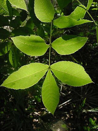 <i>Carya floridana</i> Species of tree