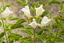 Scutellaria californica.jpeg