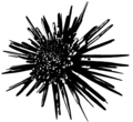 Sea Urchins (PSF).png