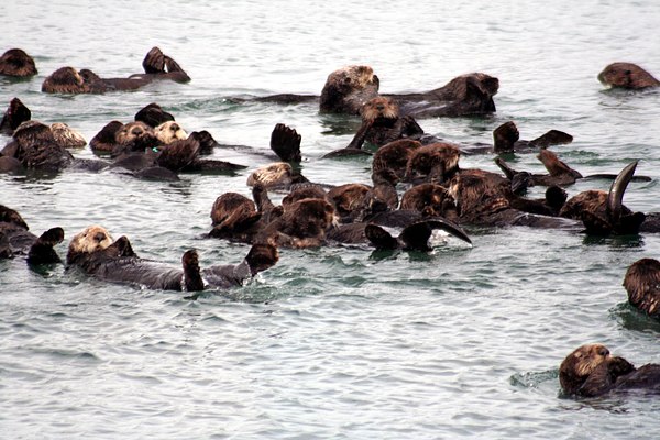 Sea otters at Moss Landing harbor