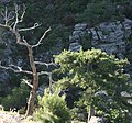 The coniferous forest is colonizing areas that were destroyed by the fires of the 1980s.