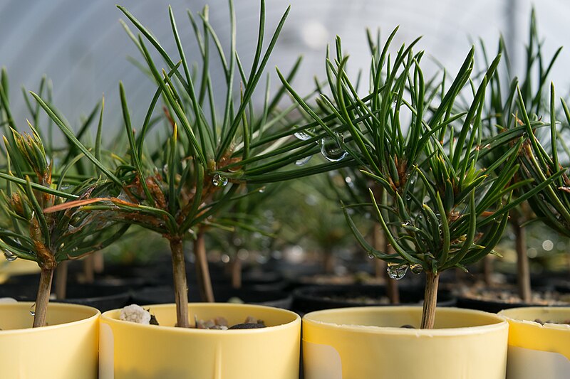 File:Seedlings at Dorena Genetic Resource Center, Umpqua National Forest (24878686917).jpg