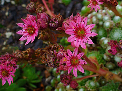 Sempervivum arachnoideum 'minor' Flowers