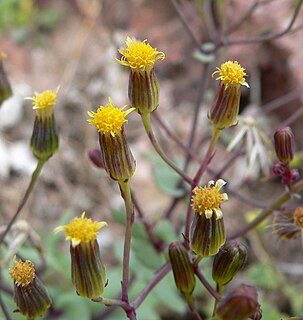 <i>Senecio mohavensis</i> Species of flowering plant