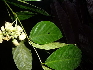 <i>Senna caudata</i> Species of legume