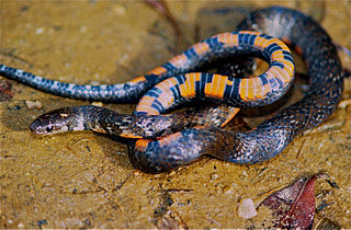 <i>Erythrolamprus breviceps</i> Species of snake