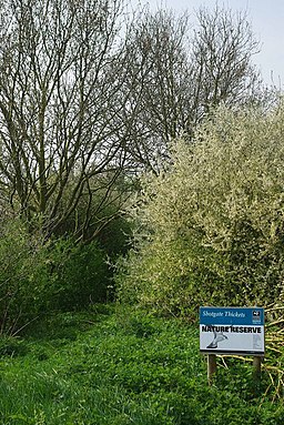 Shotgate Thickets - geograph.org.uk - 1253314