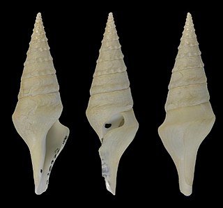 <i>Sibogasyrinx archibenthalis</i> Species of gastropod