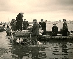 Silakkamarkkinat Kaupsaaren satamassa Mahussa 1930-luvulla.