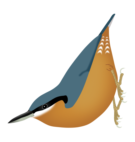 File:Sitta neglecta.svg