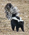 Skunk about to spray.jpg