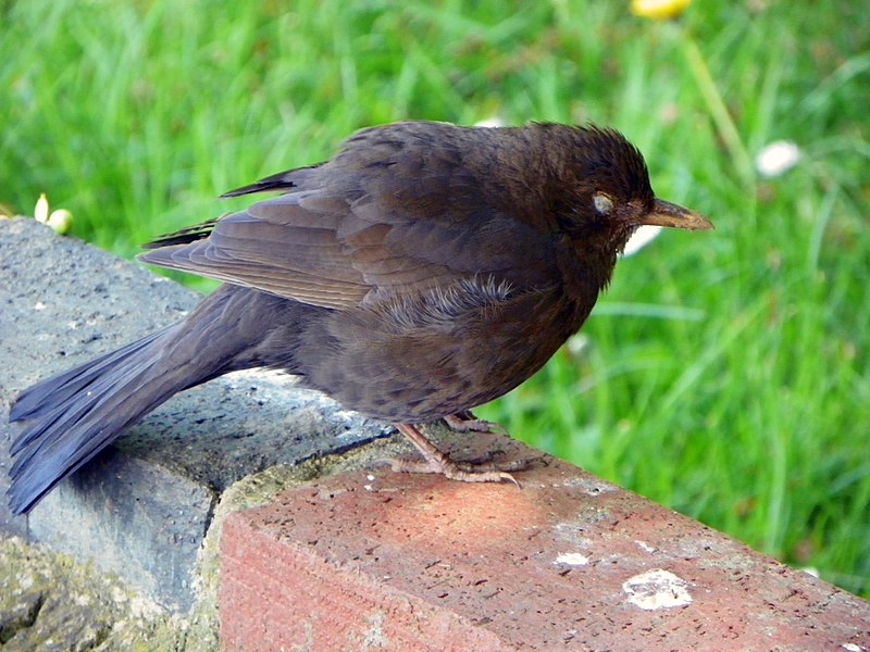 File:Sleepy Blackbird (Turdus merula) (5679286753).jpg