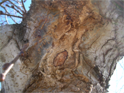 Tok slizu na Camperdown elm.png