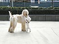 Category:Dog body language - Wikimedia Commons