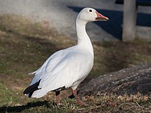 Snow goose in Central Park (33138).jpg
