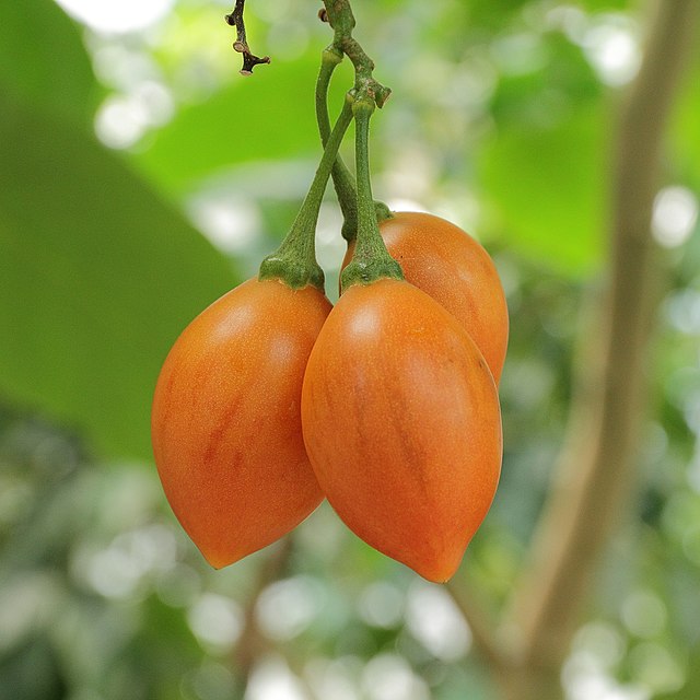 photographie de fruits de Solanum betaceum.