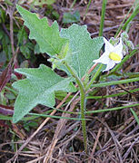 Solanum carolinense