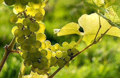Solaris grapes in Chateaux Luna vineyard