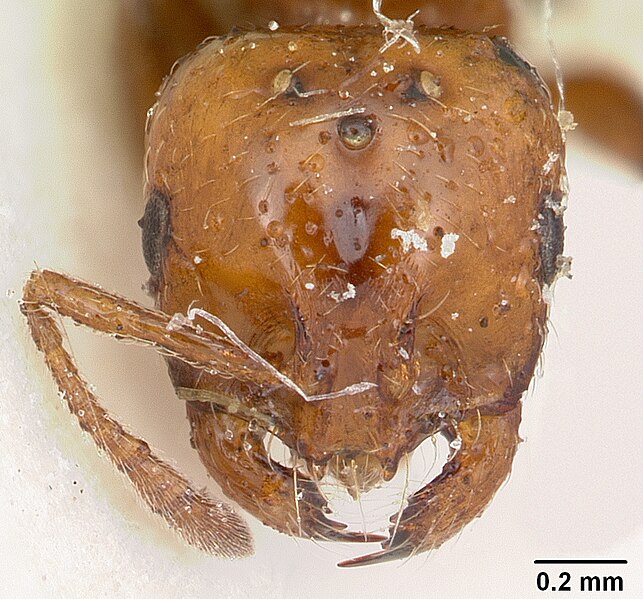 File:Solenopsis metanotalis picturata casent0103206 head 1.jpg