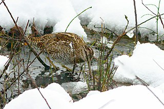 Solitary snipe Species of bird