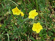 Helianthemum nummularium от остров Йоланд.