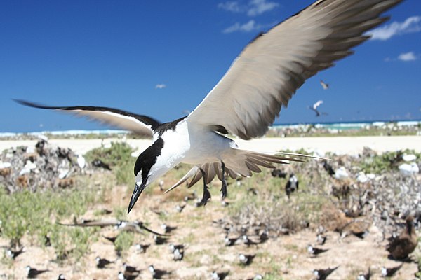 A sooty tern flies over a seabird colony on French Frigate Shoals