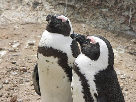 African penguins (Spheniscus demersus)