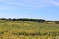 Soybean and Corn Fields, Lodi Township, Michigan - panoramio.jpg