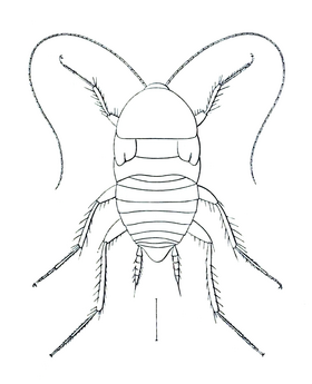 Nocticolidae