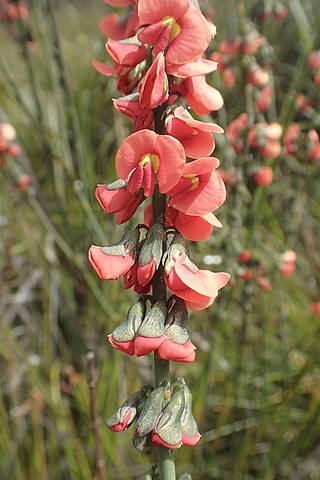 <i>Sphaerolobium rostratum</i> Species of flowering plant