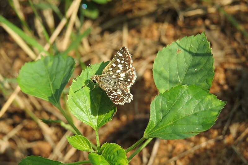 File:Spialia galba Fabricius, 1793 – Indian Grizzled Skipper at Theni (2).jpg