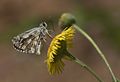 Spialia orbifer Red-underwing Skipper Kızıl Zıpzıp