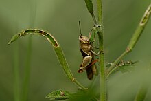 MG 5668 Cricket SRGB INW Spur-throat grasshopper.jpg