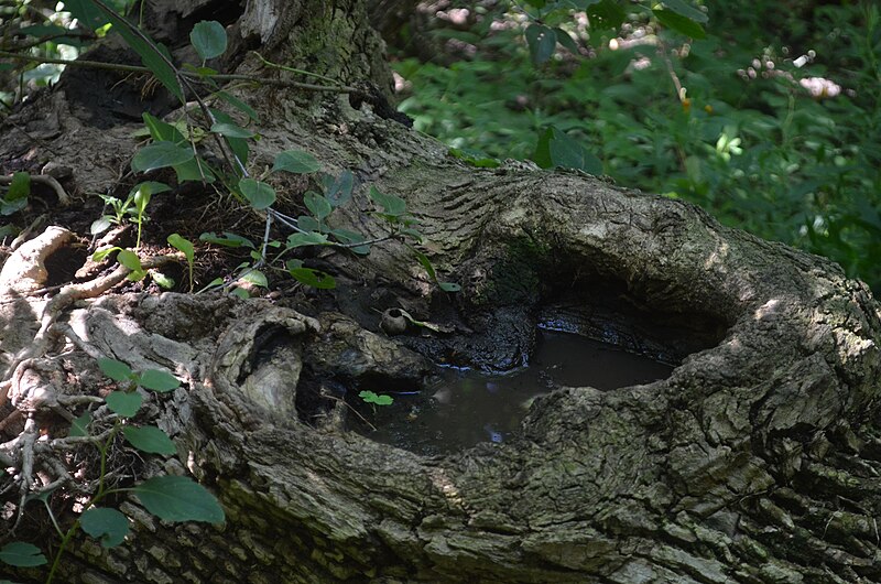 File:Stagnant water caught in tree wound.jpg