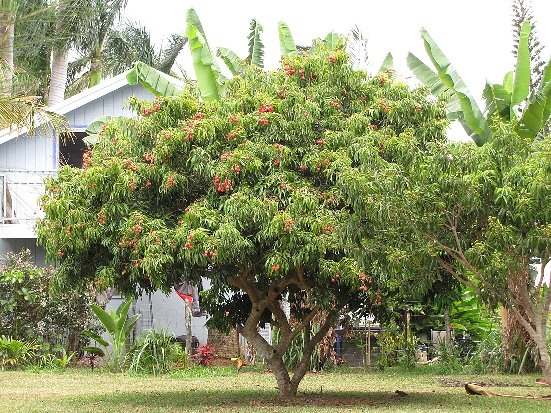 File:Starr-090617-0938-Litchi chinensis-fruiting habit-Haiku-Maui (41353189901).jpg