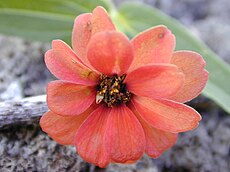 Zinnia peruviana