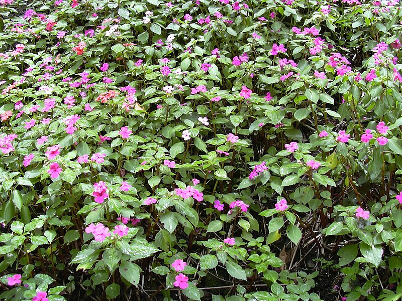 File:Starr 030807-0055 Impatiens walleriana.jpg