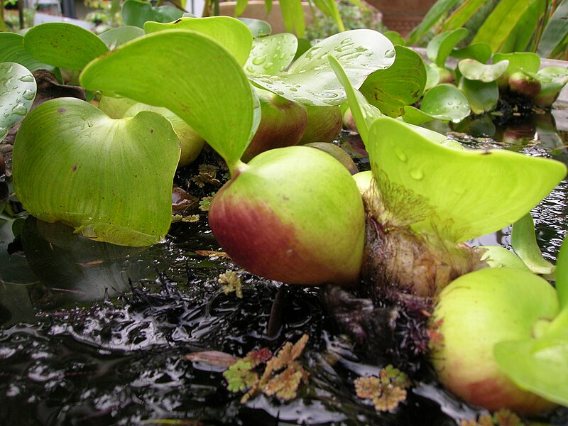 File:Starr 050415-0014 Eichhornia crassipes.jpg