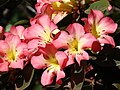 Starr 071024-9716 Rhododendron sp..jpg