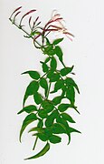 Jasminum polyanthum - Wikipedia