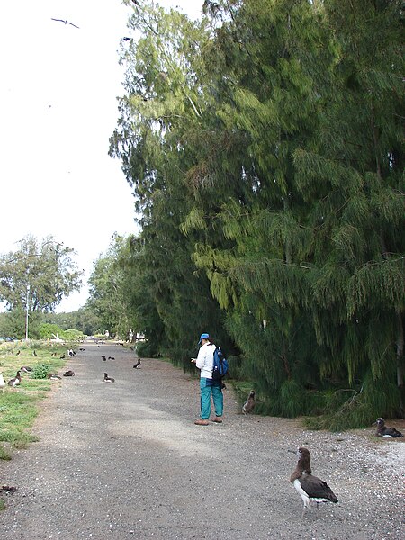 File:Starr 080606-6739 Casuarina glauca.jpg