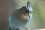 Thumbnail for File:Steller's Jay, Running Springs, California 2008 - 03.jpg