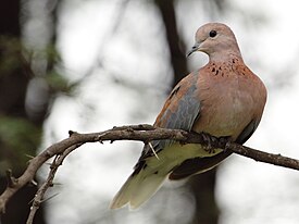 Stigmatopelia senegalensis -Gaborone Game Reserve, Botswana-8.jpg