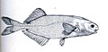 Stomatorhinus walkeri (Günther, 1867)