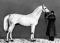 Strelets stallion Bivouac, winner of a gold medal at the Exposition Universelle of 1867.jpg