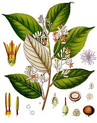 Styrax benzoin - Köhler–s Medizinal-Pflanzen-133.jpg