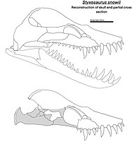 Styxosaurus snowii skull diagram.jpg