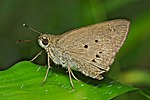 Suastus gremius on Kadavoor.jpg