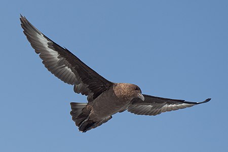 Brown Skua at sea, near Dyer Island, Western Cape, South Africa