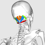 Thumbnail for Suboccipital muscles